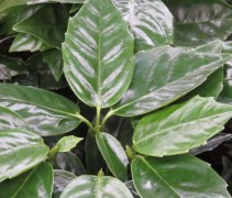 Broodboom 'Rozannie' blad en knoppen