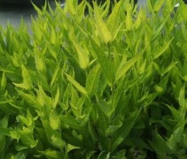 Chelone Alba