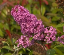 Vlinderstruik 'Summer Beauty' bloemen, indien uitgebloeit graag wegknippen
