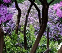 Rhododendron 'Catawbiense Grandiflorum' - Rododendron 'Catawbiense Grandiflorum' - 8