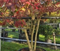 Cotinus dummeri Grace - Pruikenboom - 1