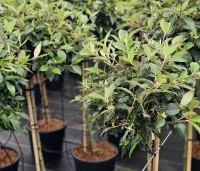 Viburnum 'Eskimo' - Sneeuwbal 'Eskimo' - 1