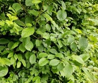 Prunus padus - Europese vogelkers - blad mei