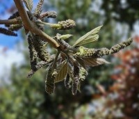 Broussonetia papyrifera - Papiermoerbei - 1