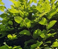 Carpinus betulus - Haagbeuk - 1