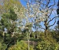 Amelanchier laevis 'Ballerina' - Krentenboompje 'Ballerina' - 2