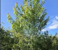 Acer x freemanii 'Autumn Blaze' - Acer x freemanii 'Autumn Blaze' (Jeffersred) - 5