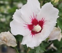 Hibiscus syriacus 'Hamabo' - Altheastruik  'Hamabo' - 2