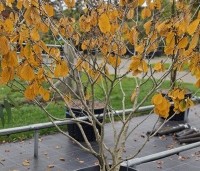 Hamamelis mollis - Toverhazelaar - 1