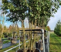 Photinia fraseri 'Red Robin'  - Glansmispel - 2