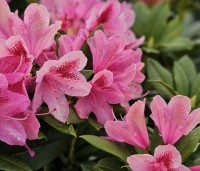 Rhododendron 'Cosmopolitan' - Rododendron 'Cosmopolitan' - 1