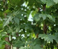 Koelreuteria paniculata 'Fastigiata' - Chinese Vernisboom zuilvorm - 2