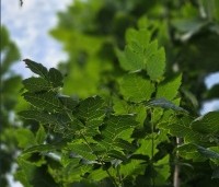Koelreuteria paniculata 'Fastigiata' - Chinese Vernisboom zuilvorm - 3