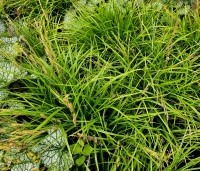 Carex morrowii 'Irish Green' per kist á 24 st. - Japanse Zegge 'Irish Green' - 1
