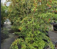 Crataegus monogyna - Eenstijlige meidoorn - 1