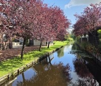 Prunus cerasifera 'Nigra' - Roodbladige kerspruim - 2