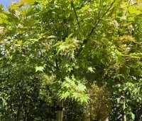 Acer shirasawanum 'Jordan' - Japanse Goud-Esdoorn 'Jordan' - 2
