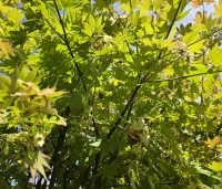 Acer shirasawanum 'Jordan' - Japanse Goud-Esdoorn 'Jordan' - 3