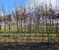 Carpinus betulus - Haagbeuk - jonge meerstam boompjes febr 2026