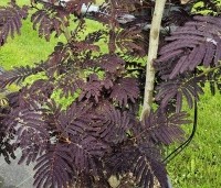 Albizia julibrissin 'Summer Chocolate' - Perzische slaapboom 'Summer Chocolate' - 1