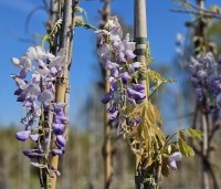 Wisteria sinensis 'Prolific' - Blauwe Regen - 1