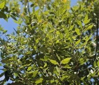 Quercus ilex - Steeneik - losse kroon met nieuw blad. juni.