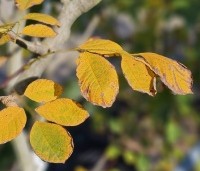 Cladrastis kentukea - Geelhout - oktober 2024
