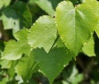 Morus alba - Moerbei - 1
