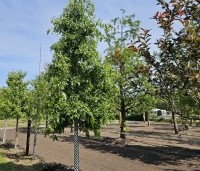 Quercus palustris - Moeraseik - 2