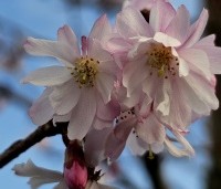 Prunus x subhirtella 'Autumnalis Rosea' - Winterkers - 1