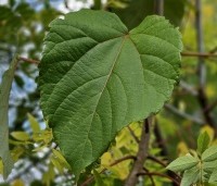 Idesia polycarpa - Oranjekers - 2