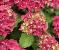 Hydrangea Forever & Ever Red - Hortensia Forever & Ever Red - 3