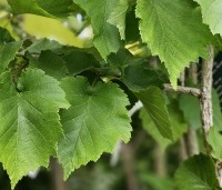 Corylus colurna - Turkse hazelaar - 3