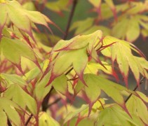 Acer palmatum 'Tsumagaki'