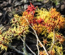 Hamamelis