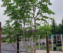 Juglans Regia