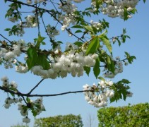 Prunus avium 'Plena'
