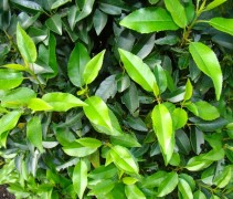 Prunus lusitanica 'Angustifolia' 