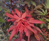 Acer palmatum 'Skeeter's Broom' - Japanse Esdoorn 'Skeeter's Broom' - 5