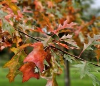 Quercus palustris - Moeraseik - 3