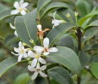 Osmanthus heterophyllus - Schijnhulst - najaarsbloei