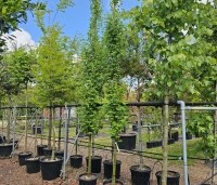 Laburnum anag. 'Yellow Rocket' - Laburnum anag. 'Yellow Rocket' - 3