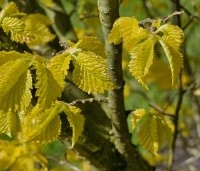 Ulmus hollandica 'Wredei' - Goudiep - 2