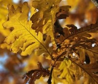Quercus frainetto - Hongaarse eik - 4