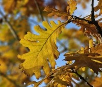 Quercus frainetto - Hongaarse eik - 3
