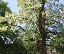 Robinia pseudoacacia