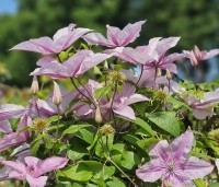 Clematis 'Hagley Hybrid' - Bosrank 'Hagley Hybrid' - 4
