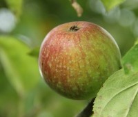 Malus dom. 'Summerred' - Malus dom. 'Summerred' - 2