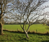Juglans regia 