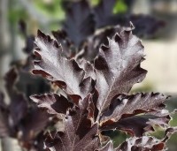Fagus sylvatica 'Rohan Obelisk' - Beuk 'Rohan Obelisk' - 1